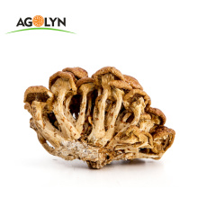 Hot Sale High Quality Organic Raw  Dried Nameko Mushroom
